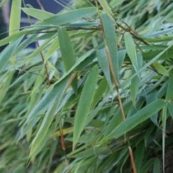 Niet Woekerende Bamboe (Fargesia Murieliae 'Bimbo') -Aanbiedingen Hortus Groei Winkel 20120213125441 4