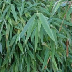 Niet Woekerende Bamboe (Fargesia Murieliae 'Simba') -Aanbiedingen Hortus Groei Winkel 20120213125522 6 1