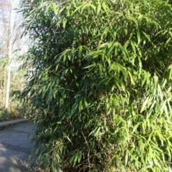 Bamboe (Phyllostachys Aurea) -Aanbiedingen Hortus Groei Winkel 20120213125900 13