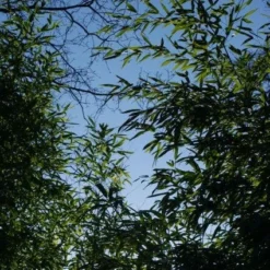 Bamboe (Phyllostachys Aurea) -Aanbiedingen Hortus Groei Winkel 20120213125929 13