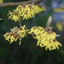 Toverhazelaar (Hamamelis Intermedia 'Arnold Promise') -Aanbiedingen Hortus Groei Winkel 20120213132348 6