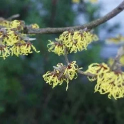 Toverhazelaar (Hamamelis Intermedia 'Arnold Promise') -Aanbiedingen Hortus Groei Winkel 20120213132408 6