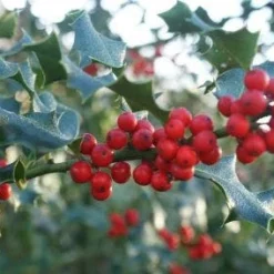 Hulst (Ilex Aquifolium 'Silver Queen') -Aanbiedingen Hortus Groei Winkel 20120213141506 11