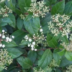 Groenblijvende Sneeuwbal (Viburnum Tinus 'Eve Price') 18 Groenblijvende Sneeuwbal (Viburnum Tinus 'Eve Price') -Aanbiedingen Hortus Groei Winkel 20120213144628 50 10 1