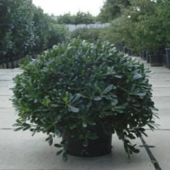 Australische Laurier (Pittosporum Tobira 'Nanum') -Aanbiedingen Hortus Groei Winkel 20120213163910 8
