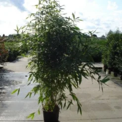 Bamboe (Phyllostachys Aurea) -Aanbiedingen Hortus Groei Winkel 20120213164824 13