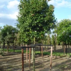 Glansmispel Als Boom (Photinia Fraseri 'Red Robin') -Aanbiedingen Hortus Groei Winkel 20120214125941 9