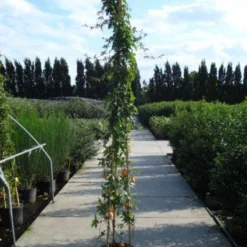 Passiebloem (Passiflora Caerulea) -Aanbiedingen Hortus Groei Winkel 20120214131255 6