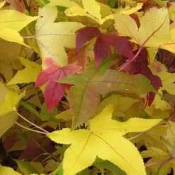 Amberboom Als Leivorm (Liquidambar Styraciflua) -Aanbiedingen Hortus Groei Winkel 20120214133720 3