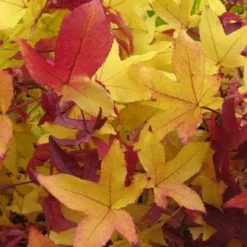 Amberboom Als Leivorm (Liquidambar Styraciflua) -Aanbiedingen Hortus Groei Winkel 20120214133735 3