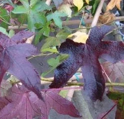 Amberboom Als Leivorm (Liquidambar Styraciflua 'Worplesdon') -Aanbiedingen Hortus Groei Winkel 20120214135312 2