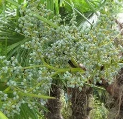 Winterharde Palm (Trachycarpus Fortunei) 10 Winterharde Palm (Trachycarpus Fortunei) -Aanbiedingen Hortus Groei Winkel 20120214160104 14