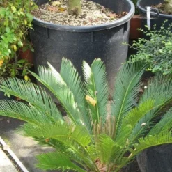 Cycaspalm (Cycas Revoluta) -Aanbiedingen Hortus Groei Winkel 20120216093012 5
