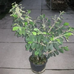 Toverhazelaar (Hamamelis Intermedia 'Arnold Promise') -Aanbiedingen Hortus Groei Winkel 20120217133021 6