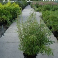 Niet Woekerende Bamboe (Fargesia Robusta) -Aanbiedingen Hortus Groei Winkel 20120217133816 5