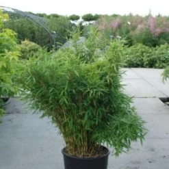 Niet Woekerende Bamboe (Fargesia Murieliae 'Bimbo') -Aanbiedingen Hortus Groei Winkel 20120217134101 4 1