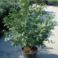 Kardinaalshoed (Euonymus Alatus 'Compactus') -Aanbiedingen Hortus Groei Winkel 20120217135206 12