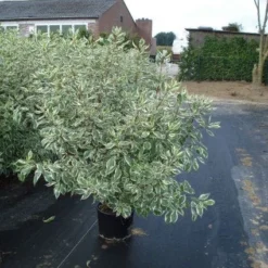 Bonte Kornoelje (Cornus Alba 'Elegantissima') -Aanbiedingen Hortus Groei Winkel 20120218103321 3