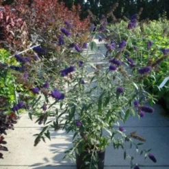 Vlinderstruik (Buddleja Davidii 'Black Knight') 14 Vlinderstruik (Buddleja Davidii 'Black Knight') -Aanbiedingen Hortus Groei Winkel 20120218105758 5 1