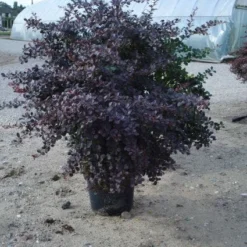 Zuurbes (Berberis Thunbergii 'Atropurpurea') -Aanbiedingen Hortus Groei Winkel 20120218110341 4