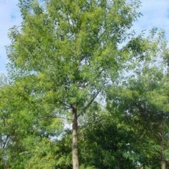 Mimosa Als Boom (Acacia Dealbata) -Aanbiedingen Hortus Groei Winkel 20120219160954 6 1