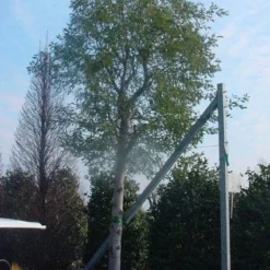 Mimosa Als Boom (Acacia Dealbata) -Aanbiedingen Hortus Groei Winkel 20120219161040 6 1