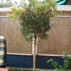 Lampepoetserplant Op Stam (Callistemon Laevis ) -Aanbiedingen Hortus Groei Winkel 20120220111108 1