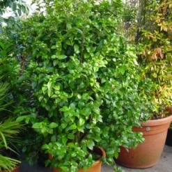 Camelia (Camellia, Rose) -Aanbiedingen Hortus Groei Winkel 20120220112744 20 4