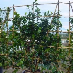 Camelia Als Leivorm (Camellia Japonica) 9 Camelia Als Leivorm (Camellia Japonica) -Aanbiedingen Hortus Groei Winkel 20120220112828 2 1