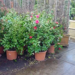 Camelia (Camellia, Rose) -Aanbiedingen Hortus Groei Winkel 20120220113125 20 4