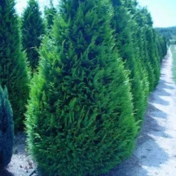 Gele Haagconifeer (Chamaecyparis Lawsoniana 'Ivonne') 17 Gele Haagconifeer (Chamaecyparis Lawsoniana 'Ivonne') -Aanbiedingen Hortus Groei Winkel 20120220145114 7