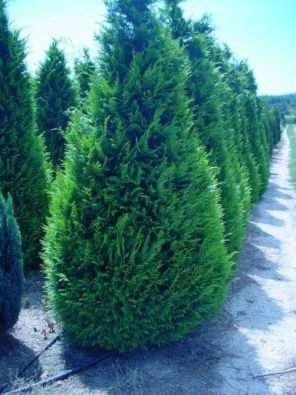 Gele Haagconifeer (Chamaecyparis Lawsoniana 'Ivonne') 6 Gele Haagconifeer (Chamaecyparis Lawsoniana 'Ivonne') - Afbeelding 6