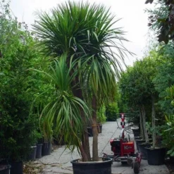 Cordyline (Cordyline Australis) -Aanbiedingen Hortus Groei Winkel 20120220150047 8