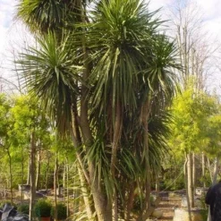 Cordyline (Cordyline Australis) -Aanbiedingen Hortus Groei Winkel 20120220150143 8