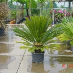Cycaspalm (Cycas Revoluta) -Aanbiedingen Hortus Groei Winkel 20120220154507 5