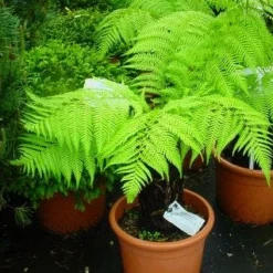 Grote Boomvaren (Dicksonia Antarctica) -Aanbiedingen Hortus Groei Winkel 20120220154826 11 1 1