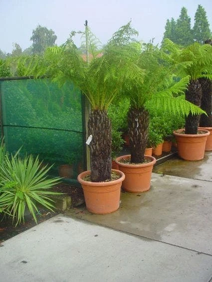 Grote Boomvaren (Dicksonia Antarctica) 2 Grote Boomvaren (Dicksonia Antarctica) - Afbeelding 2