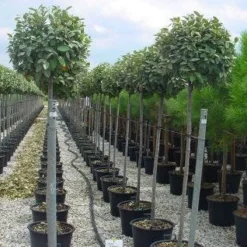 Olijfwilg Als Boom (Elaeagnus Pungens 'Maculata') -Aanbiedingen Hortus Groei Winkel 20120220160404 8