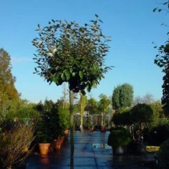 Olijfwilg Als Boom (Elaeagnus Pungens 'Maculata') -Aanbiedingen Hortus Groei Winkel 20120220160432 8