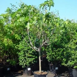 Vijg Op Stam (Ficus Carica) -Aanbiedingen Hortus Groei Winkel 20120220162356 8