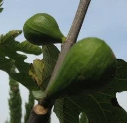 Vijg Op Stam (Ficus Carica) -Aanbiedingen Hortus Groei Winkel 20120221133840 8