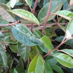 Olijfwilg Als Leivorm (Elaeagnus Ebbingei) -Aanbiedingen Hortus Groei Winkel 20120225093026 2 1