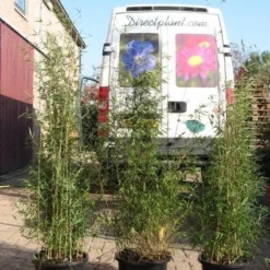 Niet Woekerende Bamboe (Fargesia 'Jiuzhaigou') -Aanbiedingen Hortus Groei Winkel 20120226104653 4