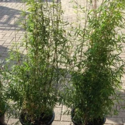 Niet Woekerende Bamboe (Fargesia 'Jiuzhaigou') -Aanbiedingen Hortus Groei Winkel 20120226104717 4