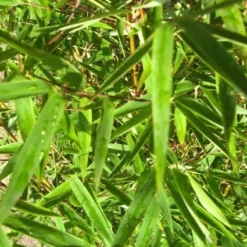 Niet Woekerende Bamboe (Fargesia 'Jiuzhaigou') -Aanbiedingen Hortus Groei Winkel 20120226104740 4