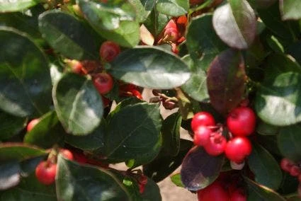 Bergthee / Patrijzenbes (Gaultheria Procumbens) 4 Bergthee / Patrijzenbes (Gaultheria Procumbens) - Afbeelding 4