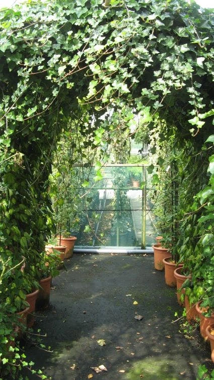 Klimop In Boogvorm (Hedera Hibernica) 2 Klimop In Boogvorm (Hedera Hibernica) - Afbeelding 2