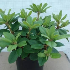 Rhododendron (Rhododendron Catawbiense 'Boursault') -Aanbiedingen Hortus Groei Winkel 20120305135536 2