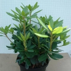 Rhododendron (Rhododendron Catawbiense 'Grandiflorum') -Aanbiedingen Hortus Groei Winkel 20120305135657 13