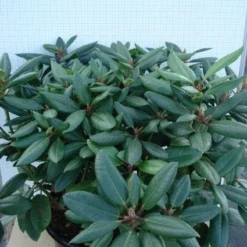 Rhododendron (Rhododendron Catawbiense 'Boursault') -Aanbiedingen Hortus Groei Winkel 20120305140234 2